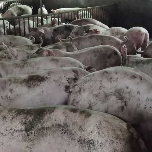 绥宁县杂交猪  长期供应新美系、丹系、加系、法系二元母猪，是做种猪优良品种。