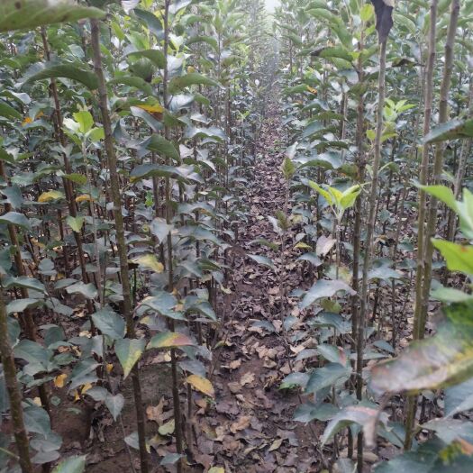 武陟县中秋王苹果树苗  直销优质苹果树