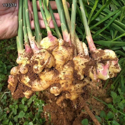 昆明香辣【优惠包邮】云南高原小黄姜，姜不仅是调料，做菜，美食必选