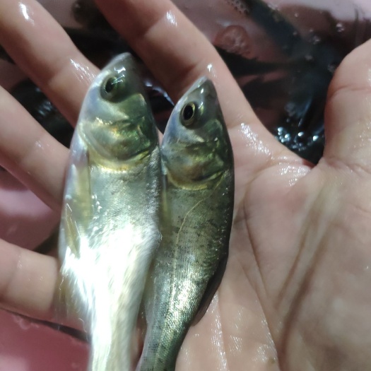 南宁刺鳅鱼苗  大头鱼苗，花连鱼苗，大量现货批发零售。