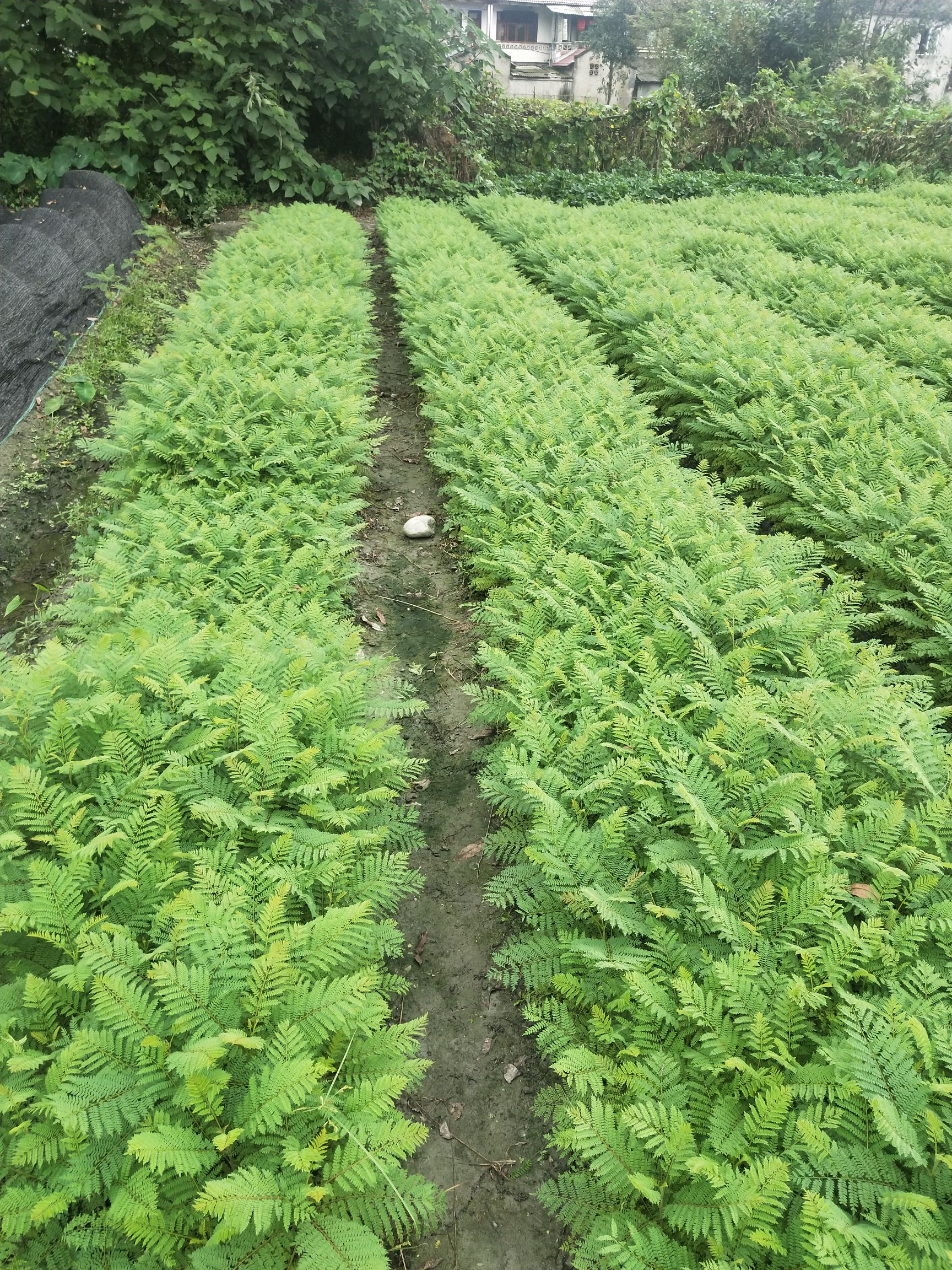 蓝花楹小苗批发