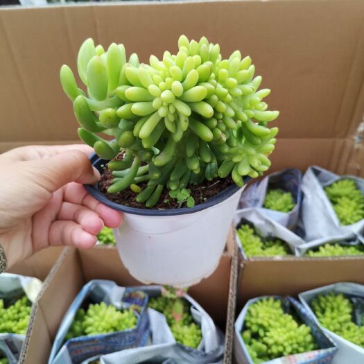 漳州春萌缀化 春萌一箱24盆