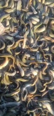 泥鳅 人工养殖精品台鳅