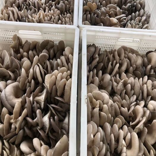 新沂市 鲜平菇，基地直发