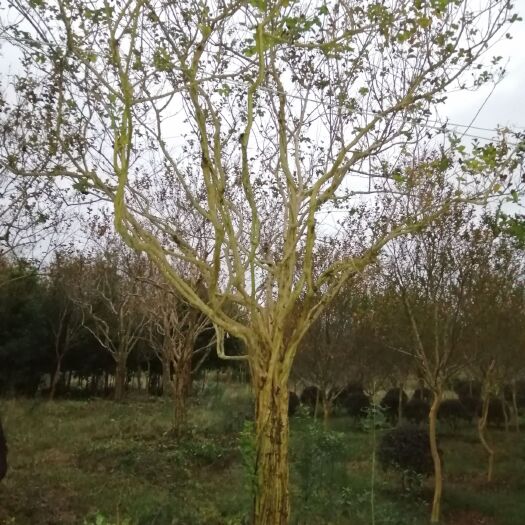 来凤县20-30公分大紫薇，粉红花紫薇，合成紫薇，成型八年