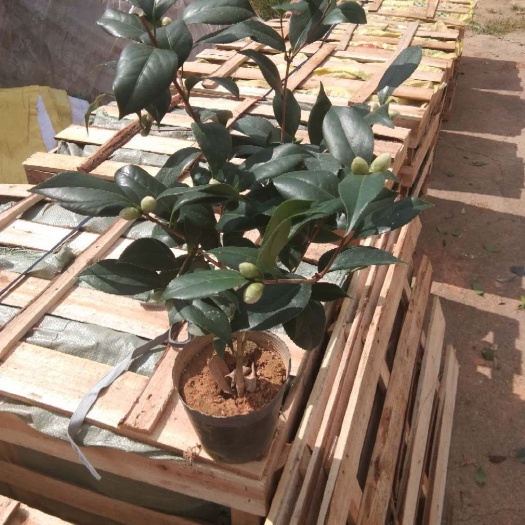 漳平市赤丹  茶花盆栽带花苞18杯规格永福基地一手货源长期供应可视频看货