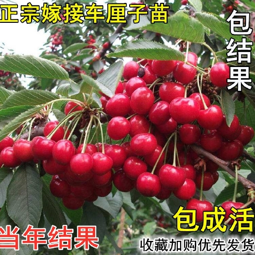 平邑县樱桃苗 车厘子樱桃树苗四季种植嫁接果树苗