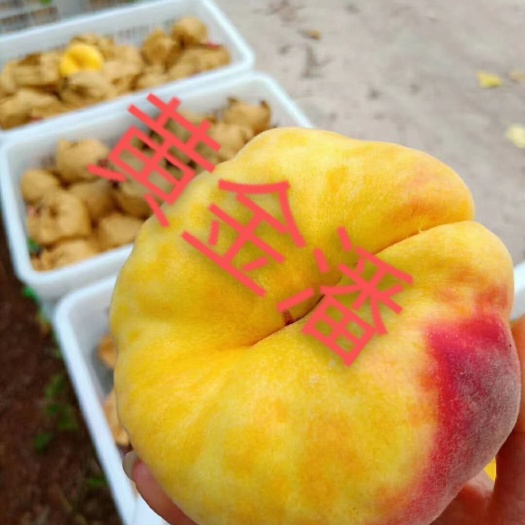 平邑县黄金潘桃树苗 沂蒙霜红 黄金蜜桃树苗