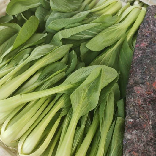 曹县 上海青毛白菜大量上市，各种包装都有，打冷包装上车一条龙