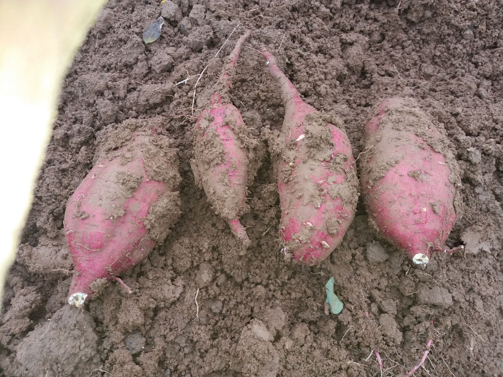 乾县北京553红薯 纯纯绿色食品，无-滴农药
