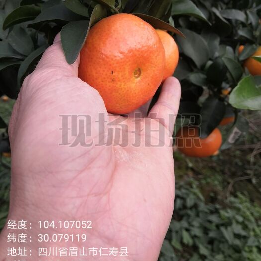 仁寿县金秋砂糖桔 正宗金秋沙糖桔果面细嫩