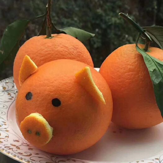 枝江市脐橙 普脐