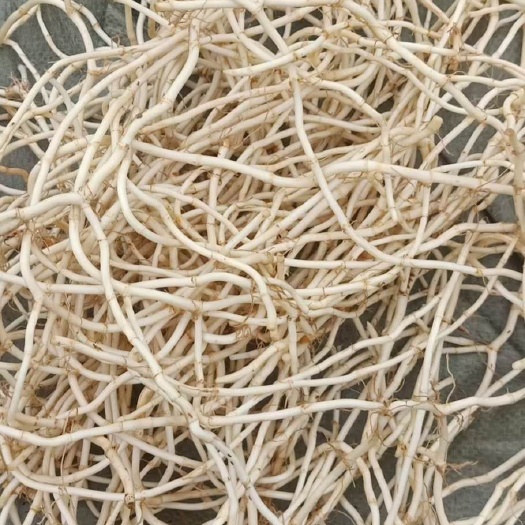凤凰县白茎鱼腥草  精选鱼腥草根直销直发。现挖现卖货源充足。