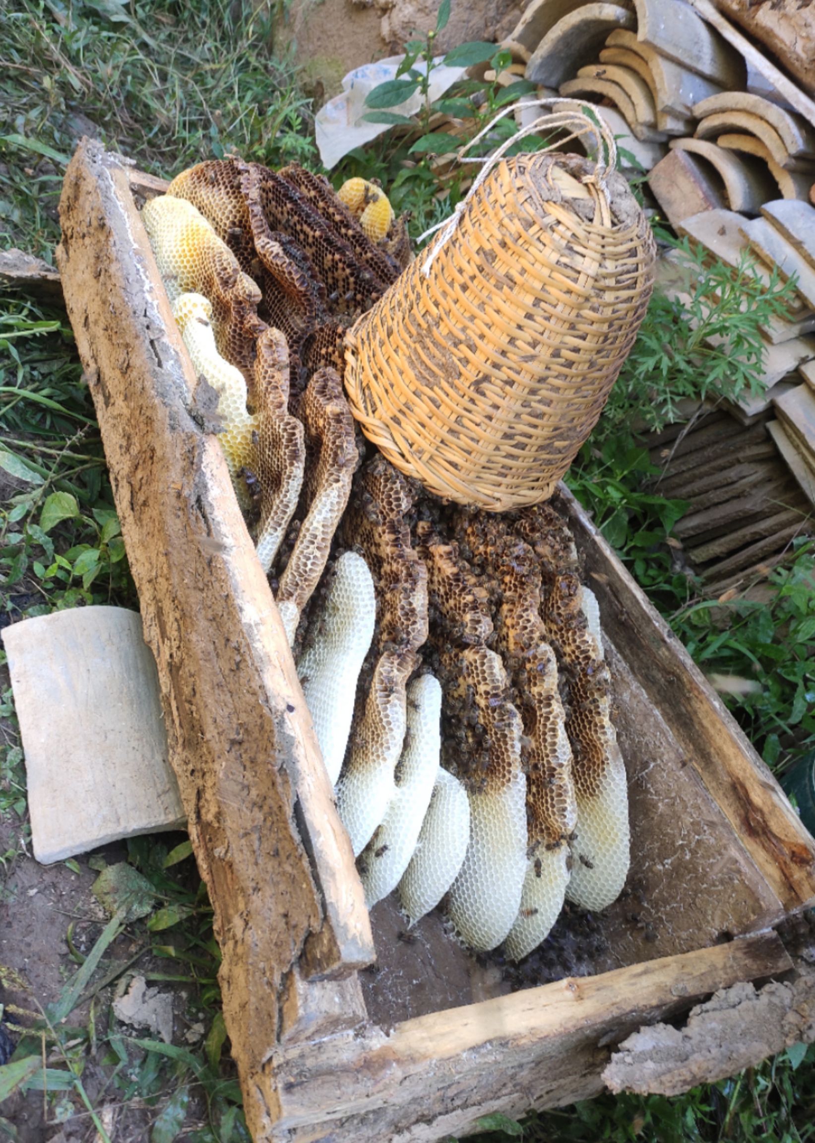 秦岭蜂巢蜜，土蜂蜜一年只取一次