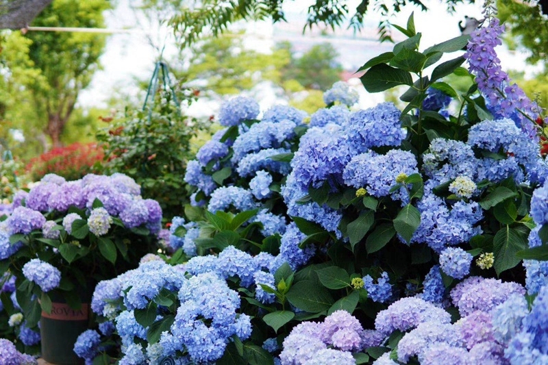 盆栽花卉绿植室内阳台无尽夏绣球花苗八仙绣球大苗老桩庭院