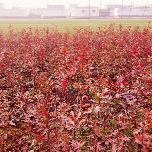 遂平县 娜塔栎，纳塔栎，基地直销