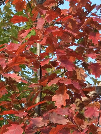 遂平县北美红栎，红橡树，欧洲红栎