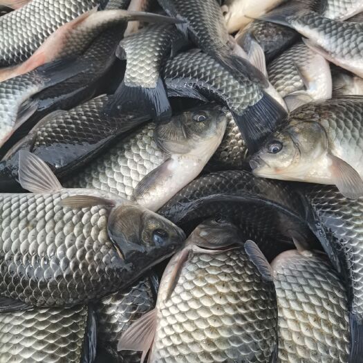 溧阳市池塘鲫鱼 供应各种垂钓鱼和鱼苗