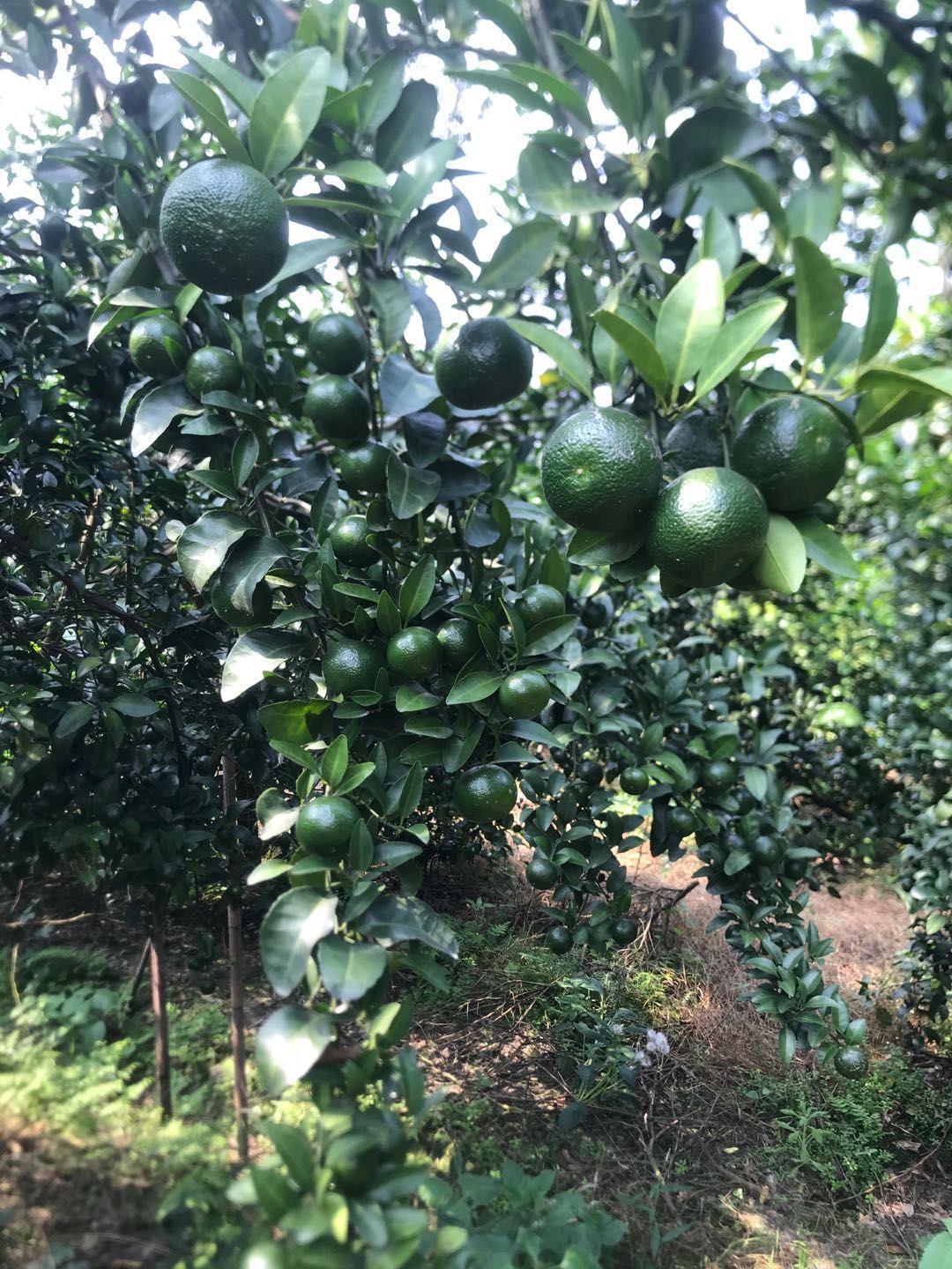  象州县，青香蜜桔，也叫巴西柑。货源充足。欢迎订购。