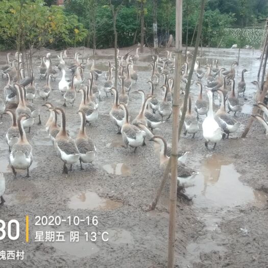 安乡县 麻鹅，有160一170天，平均7斤左右