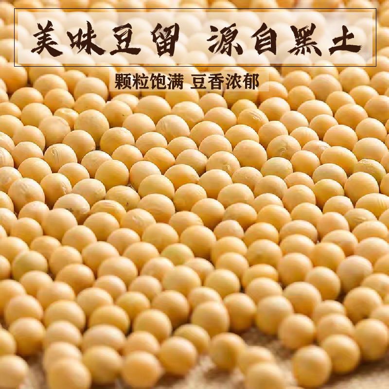 黄大豆  黑龙江东北特产九三大豆