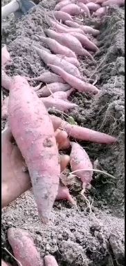 永州沙地红薯 沙地蜜薯西瓜红糯粉香甜无丝
