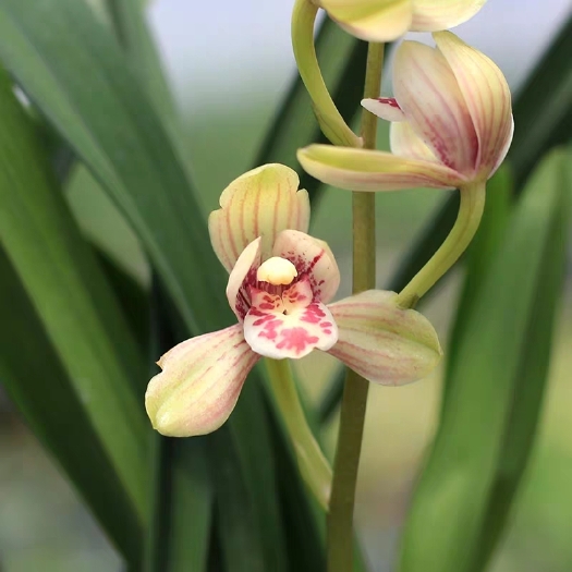南靖县 建兰 君荷兰花苗 名贵盆栽花卉