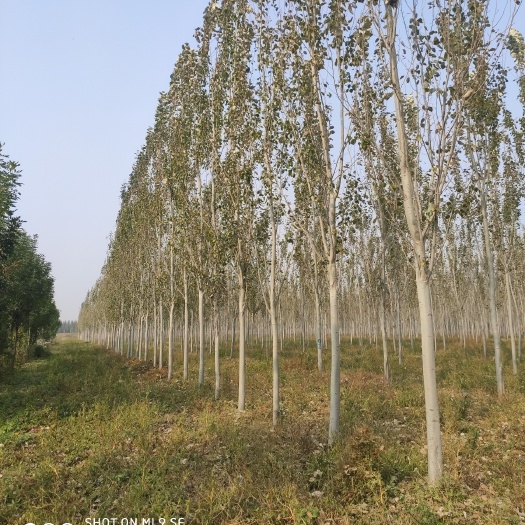 博野县苗圃直供 毛白杨5-15公分 量大 规格全 价格低 保质保量