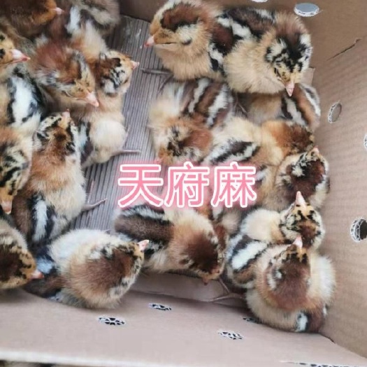 蒲江县青脚麻鸡苗批发 快大青脚麻鸡苗价格 温氏青脚麻鸡苗供应