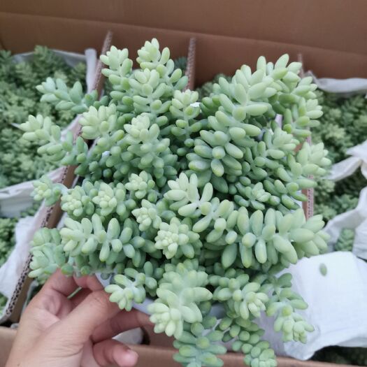 漳州 玉坠一箱12盆
