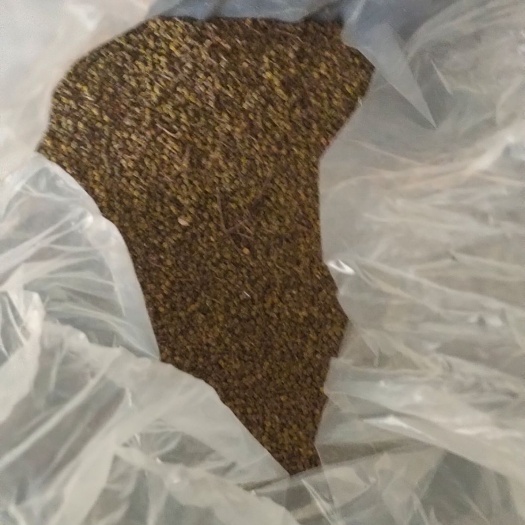 万载县吴茱萸种子 