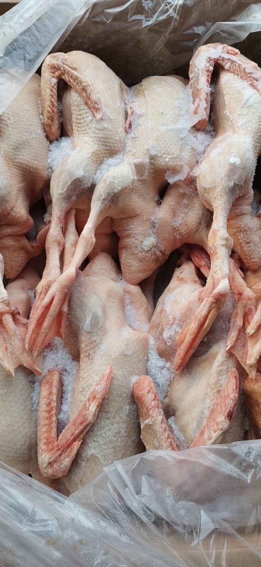 一点花鸭 老鸭一箱40斤6只装，10只装，13只装。散养年份2年半