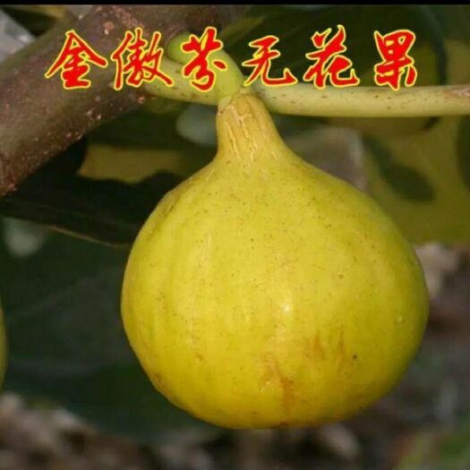 平邑县 金傲芬无花果苗 产量高 成活率高 基地直销 品种保
