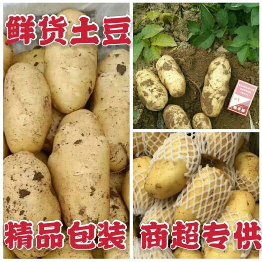 通许县荷兰15  （热卖）荷兰系列，226，希森，V7土豆，视频看