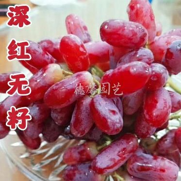 平度市深红无籽葡萄苗 长科瑞森葡萄苗大粒高产大棚葡萄苗早熟葡萄苗