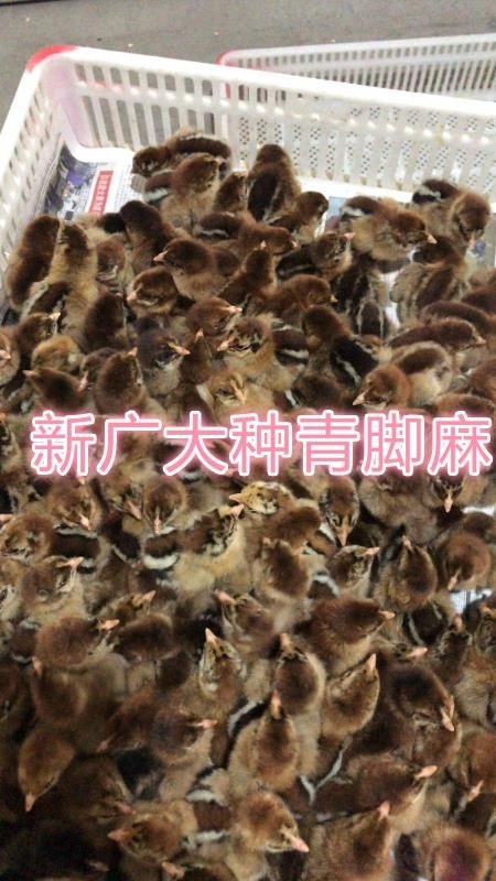 蒲江县新广大种青脚嘛鸡苗 批发 铁脚麻鸡苗价格