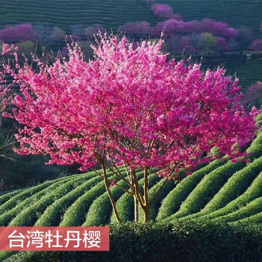 宜黄县 牡丹樱花，樱花新品种，红樱品种
