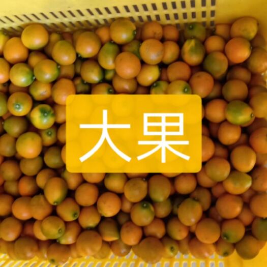 融安县滑皮金桔 3-4cm 1两以下