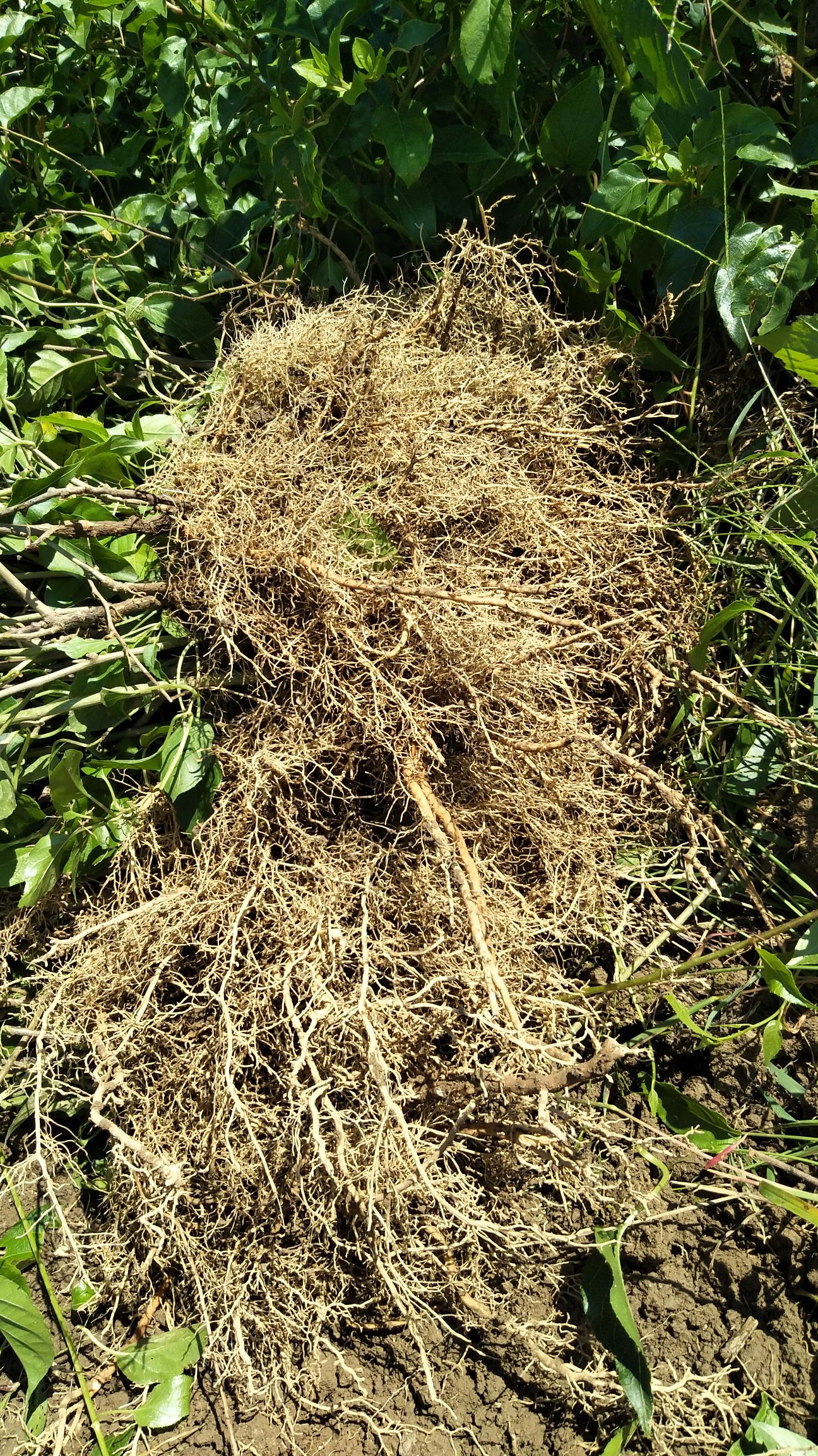 水杨桃砧木  水杨桃扦插实生苗