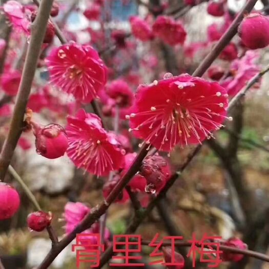 红梅，四季红梅，现货批发，现挖现卖，欢迎咨询购买。