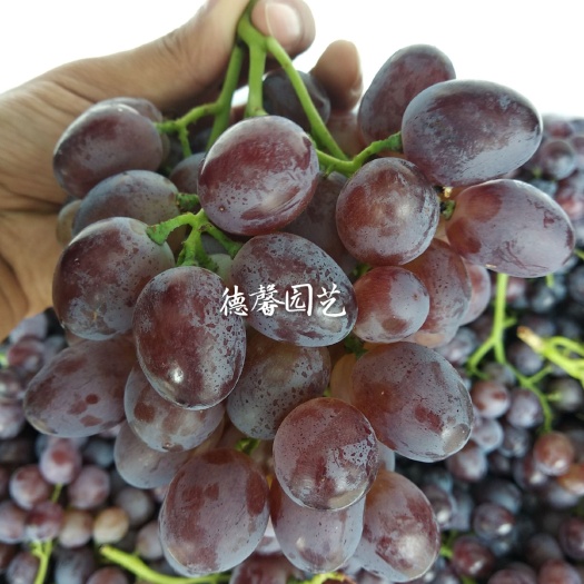 平度市大粒玫瑰香葡萄苗 高产浓香经典中晚熟葡萄苗品种大棚葡萄苗批发