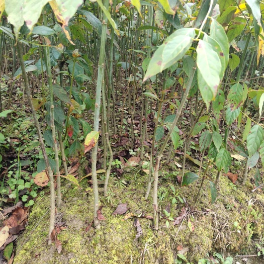 靖州县钩藤苗，金钩藤，双钩一手货源除中间商赚差价