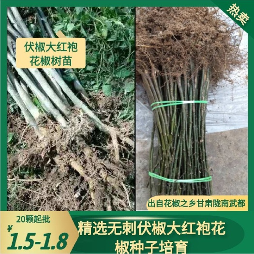 大红袍花椒苗  伏椒大红袍花椒树苗(精选无刺伏椒大红袍花椒种