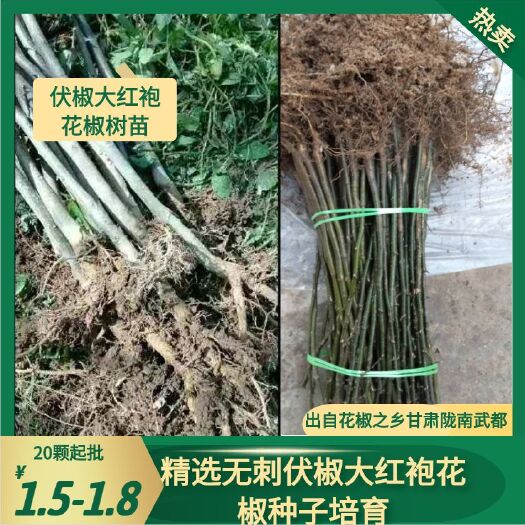 陇南大红袍花椒苗  伏椒大红袍花椒树苗(精选无刺伏椒大红袍花椒种