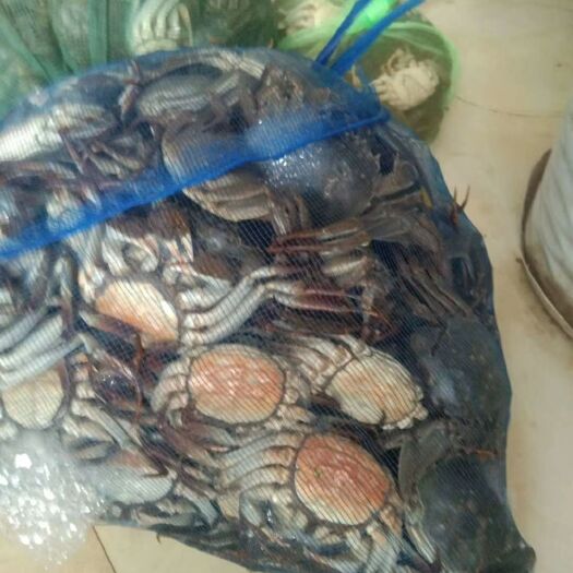 泗洪县生态大闸蟹 江苏大闸蟹