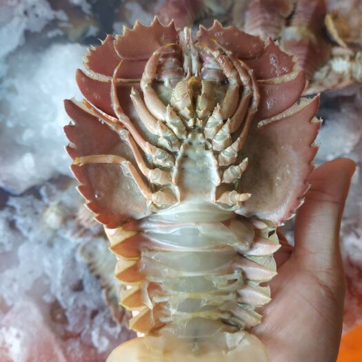 中国龙虾  深海琵琶虾，自捕自销有量有质量一手货源批发
