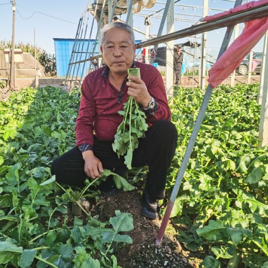 天津 正宗沙窝萝卜，百年历史，守好沙窝萝卜品牌