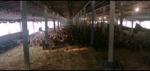 郑州金定鸭  金锭蛋鸭品相优良，分别有青年蛋鸭，淘汰蛋鸭常年可供出售。