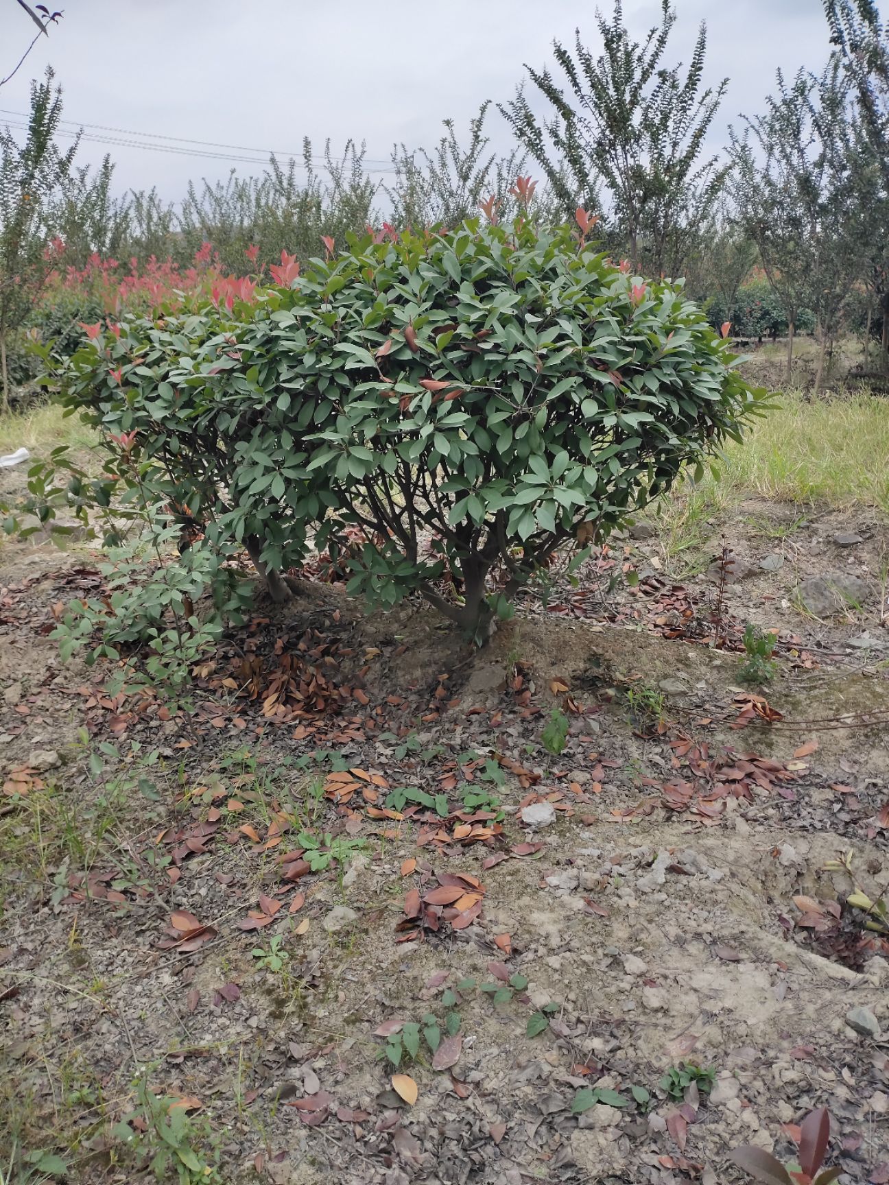 普通红叶石楠 