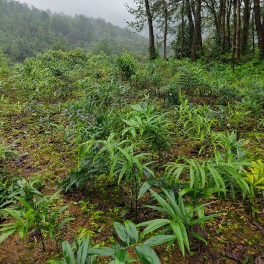 重庆市黄精种苗 姜形黄精  黄精两年、三年苗、块茎种欢迎选购